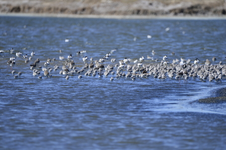 The birds of the seaの写真素材