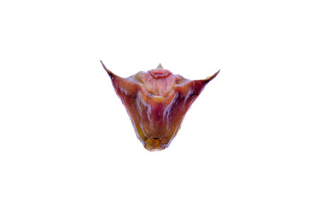 Water chestnut isolated on a white background