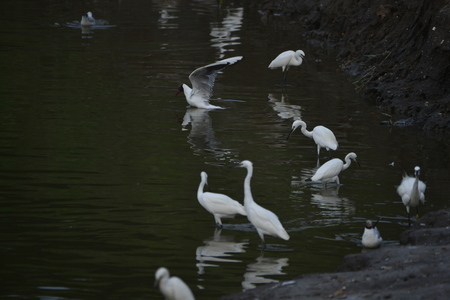 The birds of the seaの写真素材