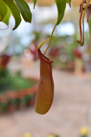 Tropical plant nepenthesの写真素材