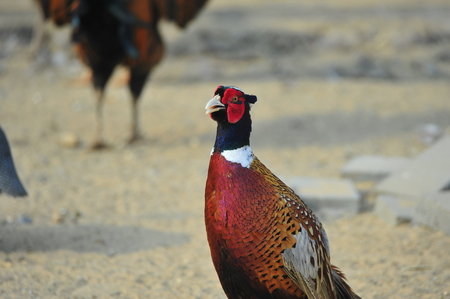 pheasantの写真素材
