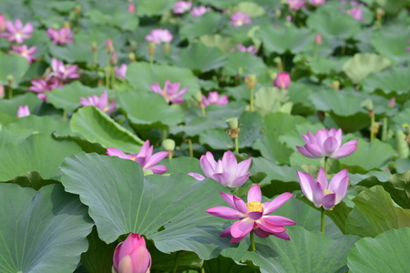 Blooming lotus flowers in the parkの写真素材