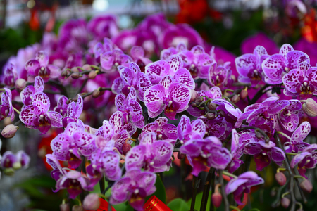 The orchid in full bloomの写真素材