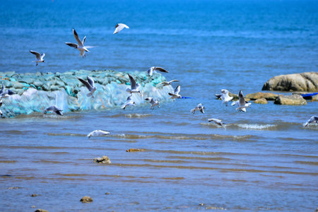 Seagulls flying on sea