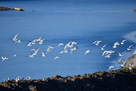 The birds of the sea