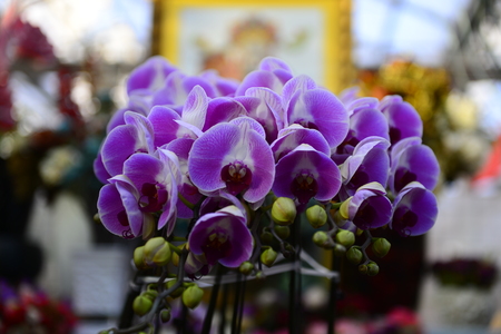 The orchid in full bloomの写真素材