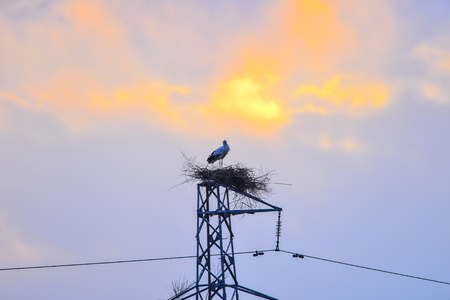 White stork in the natural environmentの写真素材