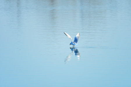 seabird hunting food
