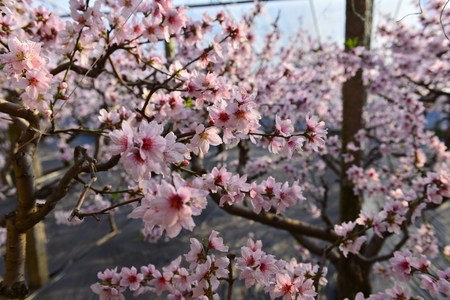 peach blossomの写真素材