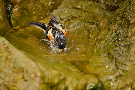 The outdoor fringillidae birds in the parkの写真素材