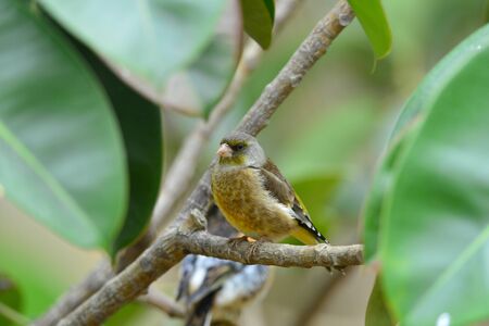 Fringillidae bird in the parkの写真素材