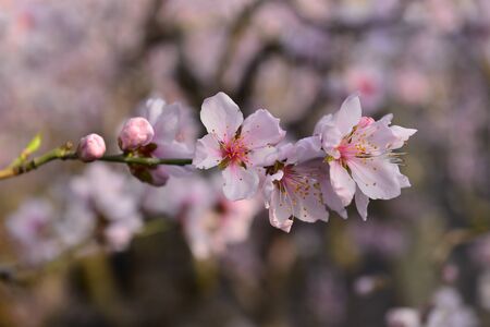 full bloom peach blossomの写真素材