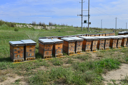 The bee hives in outdoor
