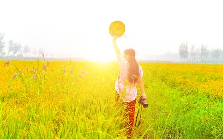 Mature rice in the field of highway and channelの写真素材