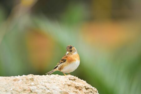 The outdoor fringillidae birds in the parkの写真素材