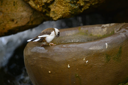 The outdoor fringillidae birds in the parkの写真素材