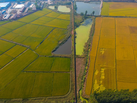 Mature rice in the field of highway and channel