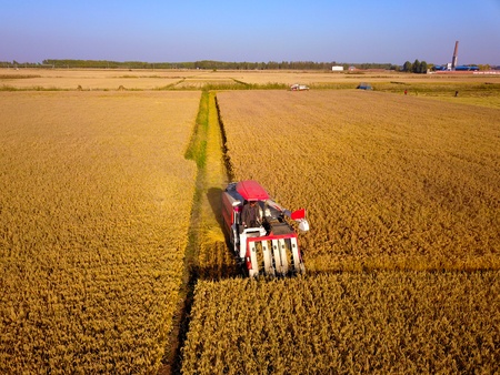 Farmworker harvesting rice with machine in rice fieldのeditorial素材