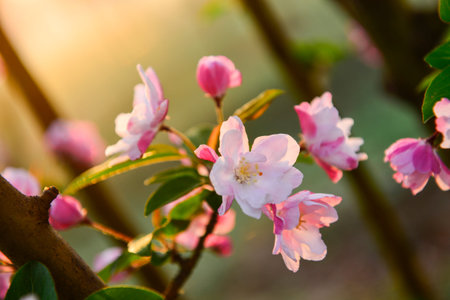 Chinese flowering crab-apple in springの写真素材