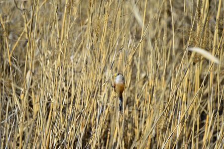 A bird in the reedsの写真素材