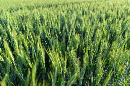 Wheat in the fields, green
の写真素材