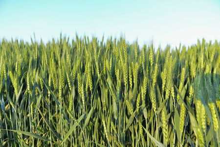 Wheat in the fields, green
の写真素材