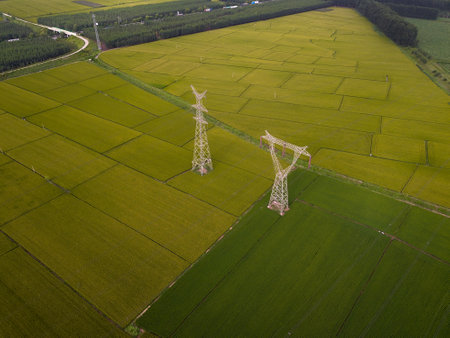 Mature rice in the field of highway and channelの写真素材