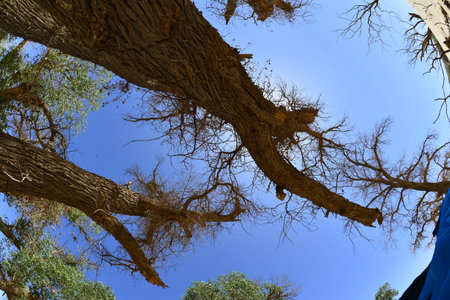 The withered trees in the desert
