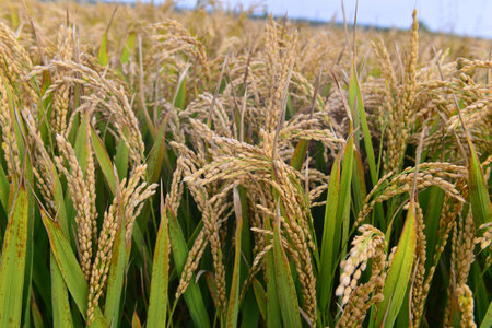 Mature rice in the field