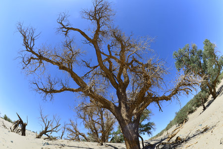 The withered trees in the desert