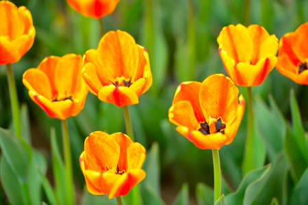 Spring blooming tulip field. Tulips are colorful flowers open, Spring floral background.の写真素材