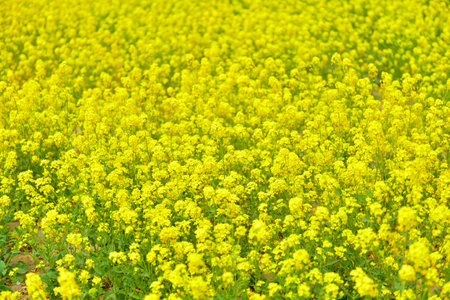 Yellow rape flower bloom in the farm, Very beautifulの写真素材