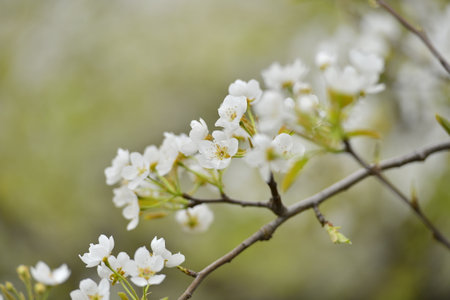 White pear flower in full bloom in springの写真素材