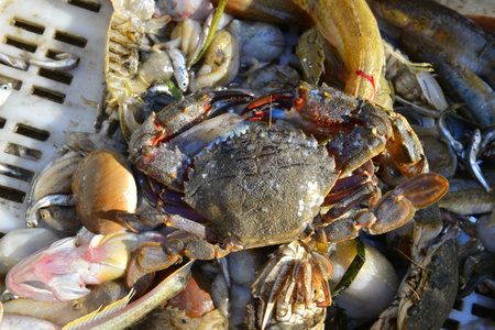 Shellfish fish octopus Marine animalsの写真素材