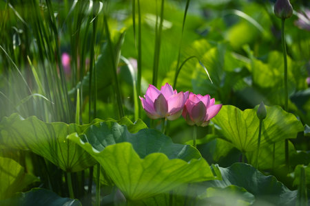Blooming lotus flowers in the park greenの写真素材