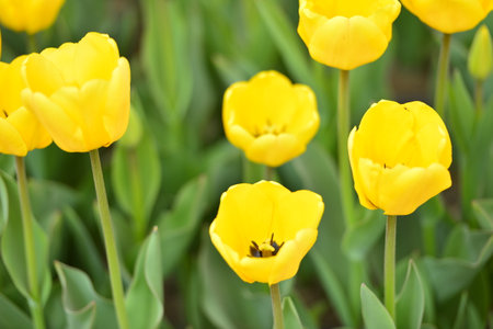 Spring blooming tulip field.Tulips are colorful flowers openï¼Spring floral background.の写真素材