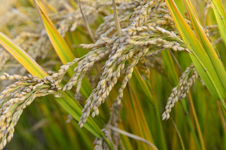 Mature rice in the field of highway and channelの写真素材