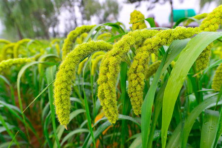 Mature rice in the outdoors