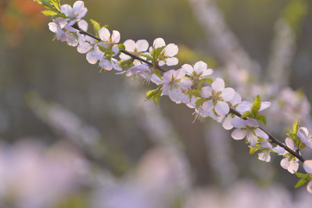 In full bloom in the peach blossomの写真素材