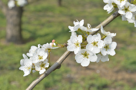 Pear flower in full bloom in springの写真素材