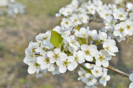 Pear flower in full bloom in springの写真素材