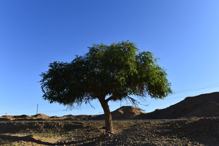 The trees in the desertの写真素材