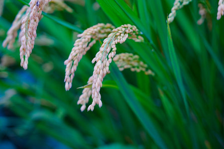 Mature rice in the field
