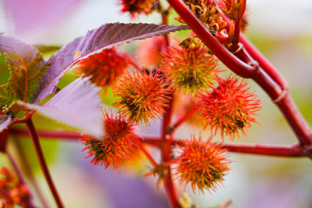The red castor fruits grow outdoorsの写真素材