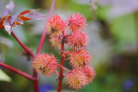 The red castor fruits grow outdoors