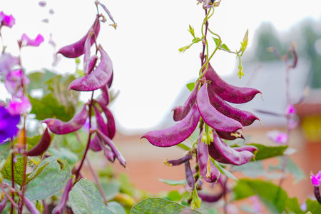 Purple beans naturally grow fruit outdoorsの写真素材