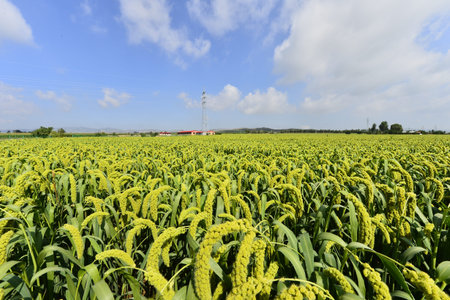 Mature rice in the outdoor blue sky and white clouds