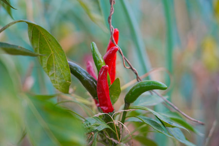 Red and green millet chili peppers grow outdoors