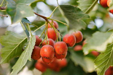 Hawthorn red hawthorn fruit grows on the tree