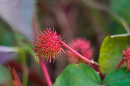 The red castor fruits grow outdoorsの写真素材
